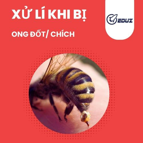 Ong Đốt: Triệu Chứng, Cách Xử Lý Và Lưu Ý Quan Trọng